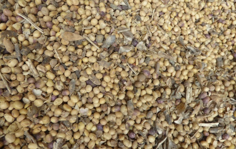 Gard P&I Club reports an increase in heat related damage claims in soya bean cargoes loaded in South America