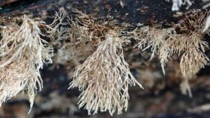 California's ports are now subject to new biofouling regulations