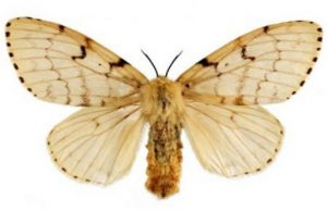 Gard P&I Club warns about forthcoming Asian Gypsy Moth season