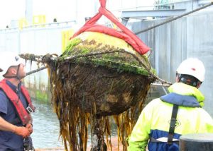 New initiative and project on marine energy biofouling announced