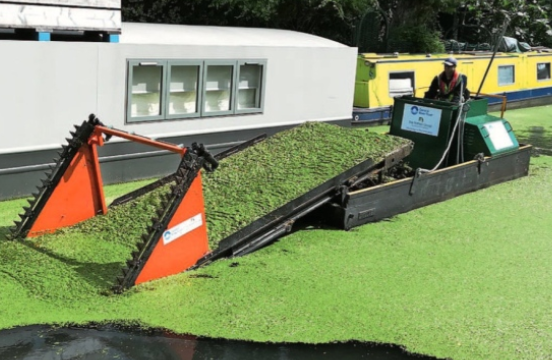 Explosion in duckweed is threatening marine life