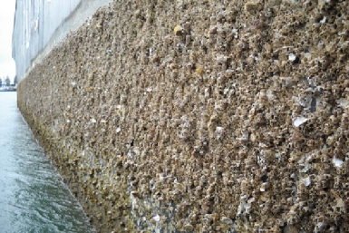 Impact of biofouling